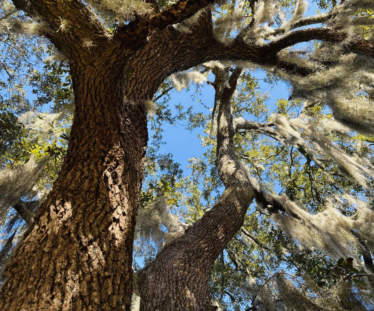 The twisting trunk of an ancient olive tree